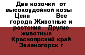 Две козочки  от высокоудойной козы › Цена ­ 20 000 - Все города Животные и растения » Другие животные   . Красноярский край,Зеленогорск г.